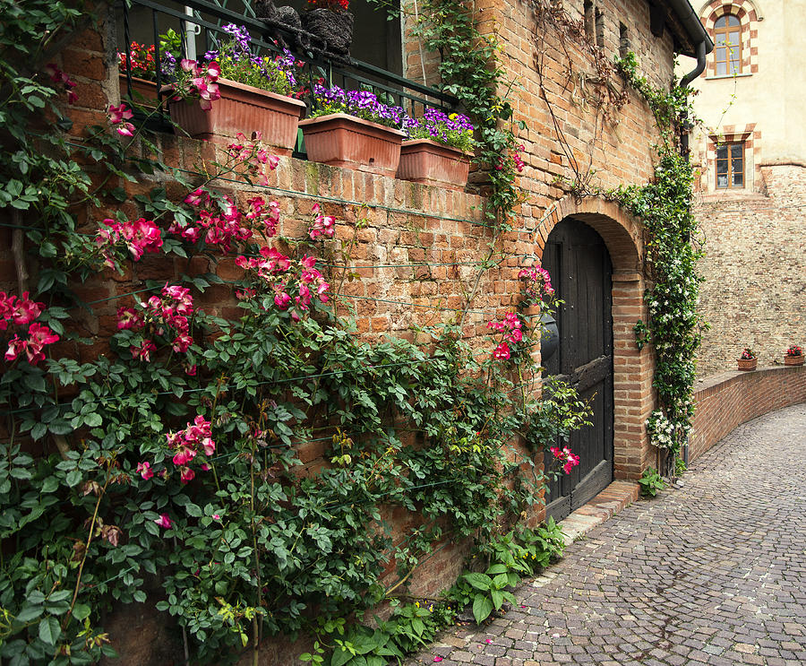 A street facade ornated with climbing roses. Barolo. Italy. Photograph by Images say more about me than words.