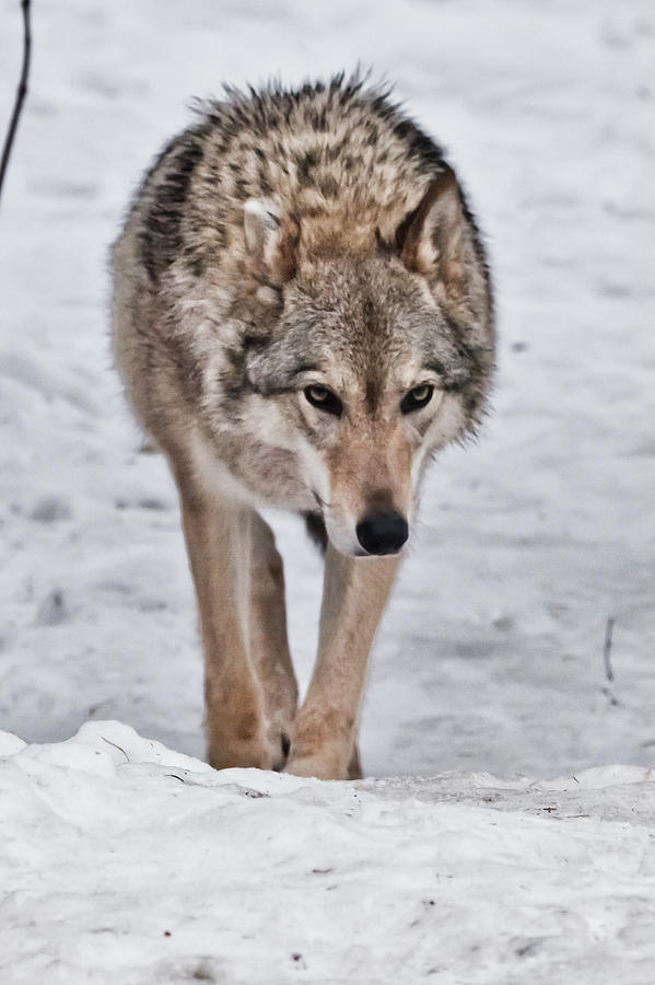 A strict female wolf goes straight up on you in front of a close ...