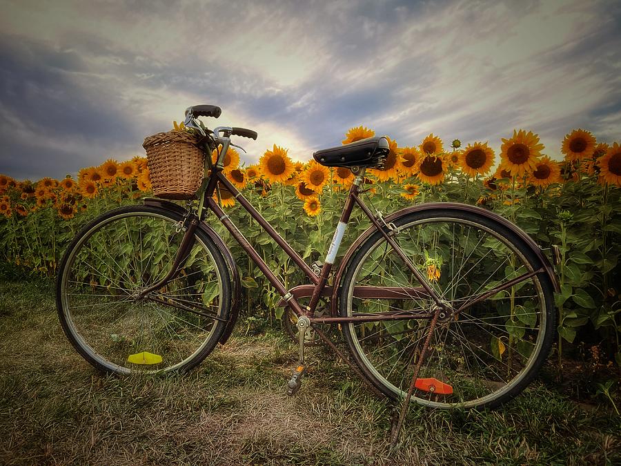 A stroll in the sunflowers Photograph by Diane Ward - Pixels