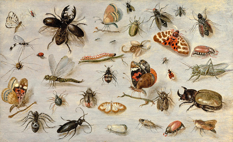 A Study of Butterflies, Moths, Spiders, and Insects Painting by Jan van Kessel the Elder