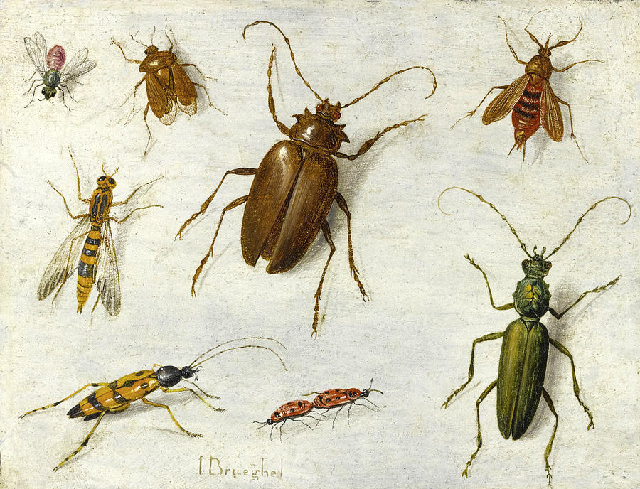 A Study of  Insects Painting by Jan van Kessel the Elder