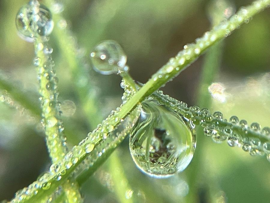 A Stunning Dewy May Morning Photograph by Leigh Juul | Fine Art America