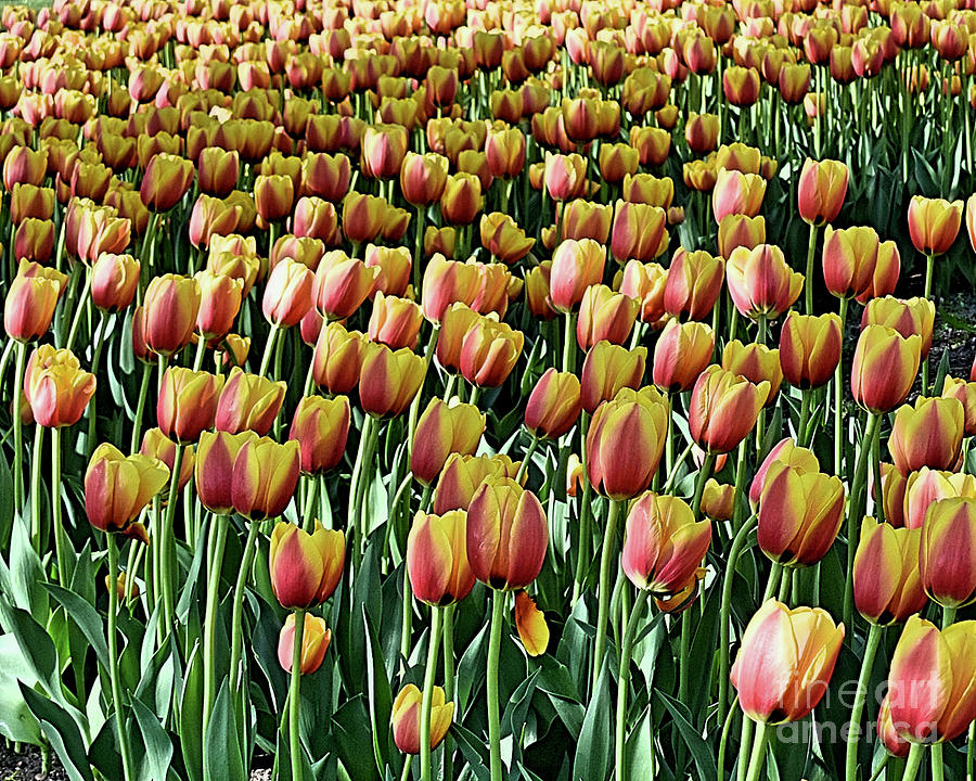 A Stunning Group Of Tulips Photograph