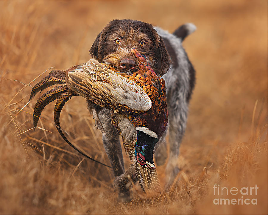 A Successful Hunt Photograph by Travis Patenaude
