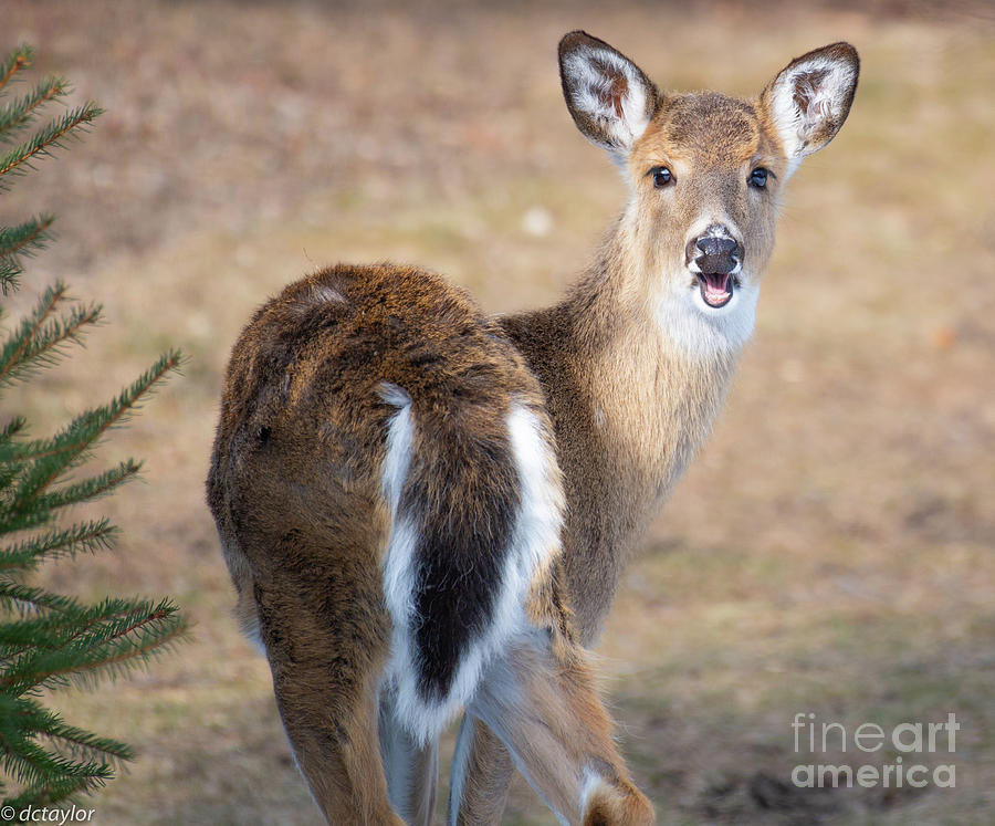 A Successful Young White Tail Deer Photograph by David Taylor