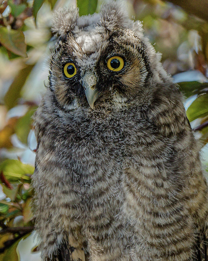 A Sudden Owl Encounter Photograph by Yeates Photography