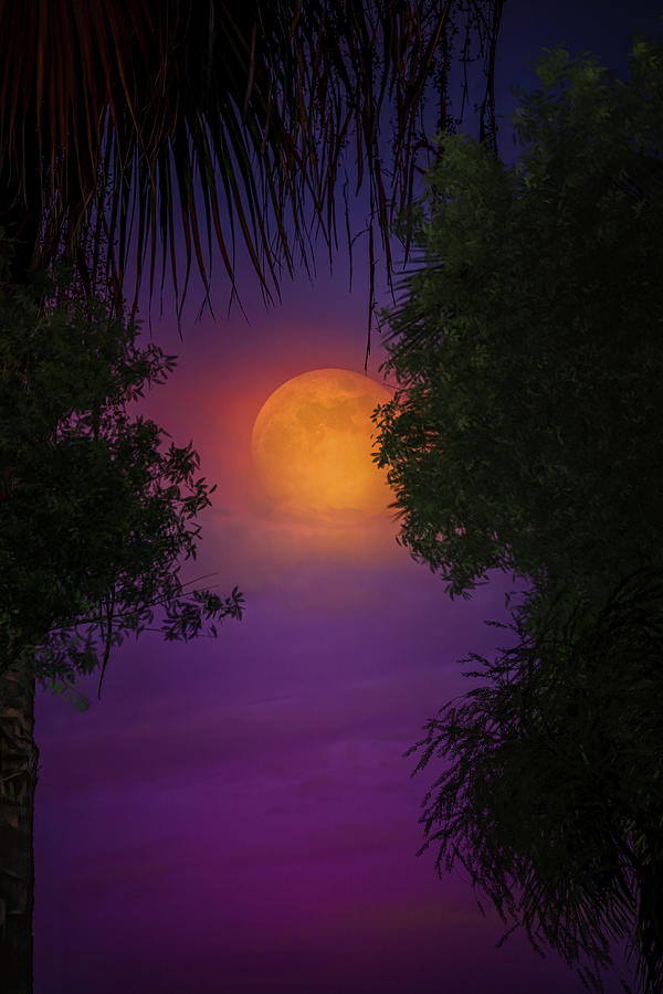 A Summer Moon Photograph by Mark Andrew Thomas