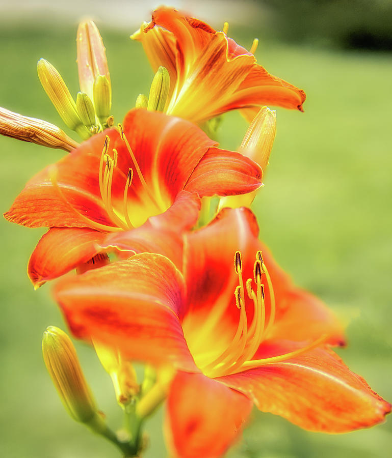 A Summer Place Photograph by Laurie Breton - Fine Art America