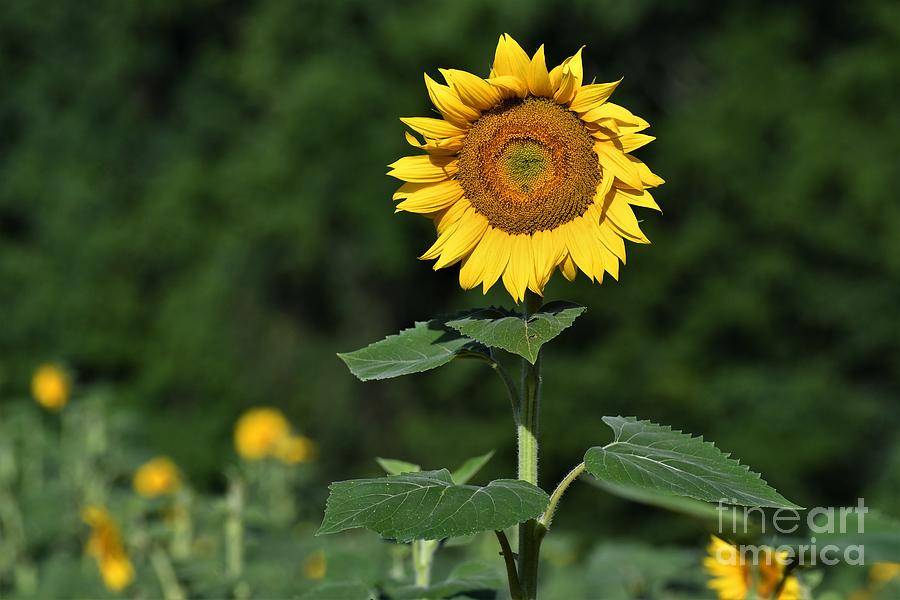 A Sunflower Above The Rest Photograph by Julie Adair