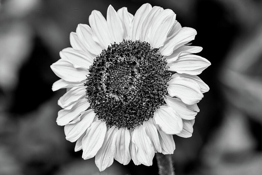 A Sunflower Black And White Photograph by Tanya C Smith