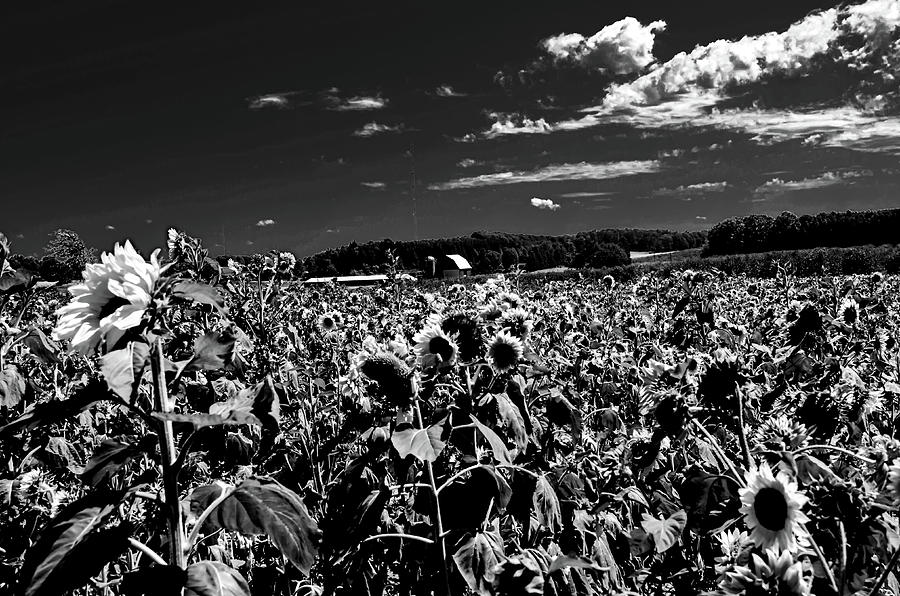 A Sunflower Field In Black And White Photograph by Jonathan Miller - Pixels