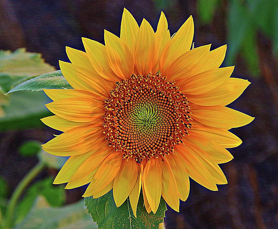 A Sunflower State o MInd Photograph by Karen McKenzie McAdoo