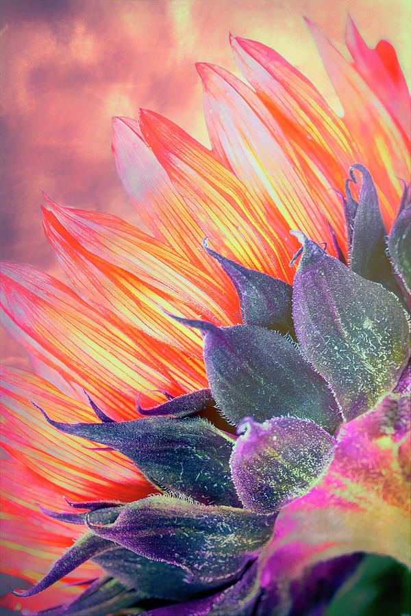 A Sunflowers Flame Photograph by Bill and Linda Tiepelman