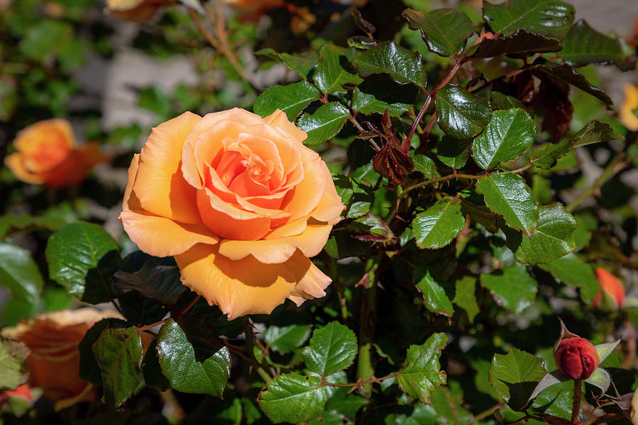 A Sunny Rose Among Thorns Photograph