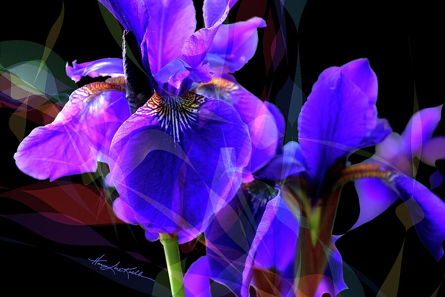 A Sunrise Kiss Is Iris Bliss Sweet Purple Petals Loving This Photograph by Hanne Lore Koehler