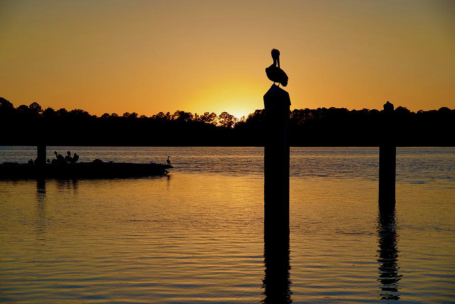 A Sunset For The Birds Photograph by Dennis Schmidt