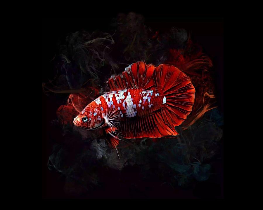 Fish Digital Art - A Super Red Koi Halfmoon Betta Fish by Scott Wallace Digital Designs