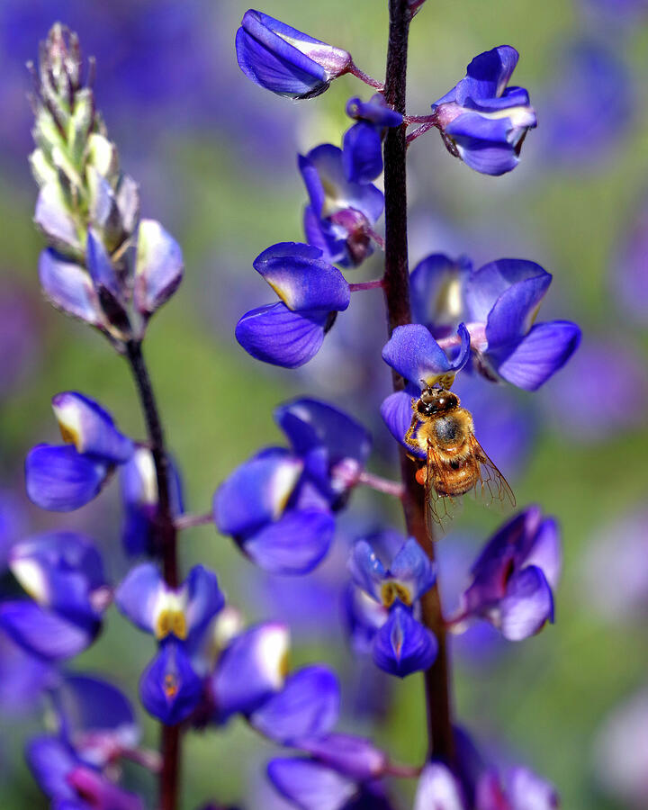Flower Photograph - A Sure Sign Of Spring, Western Honey Bee On Lupine by Douglas Taylor