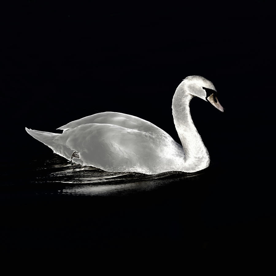 A swan at night on the lake Photograph by Jordi Carrio Jamila