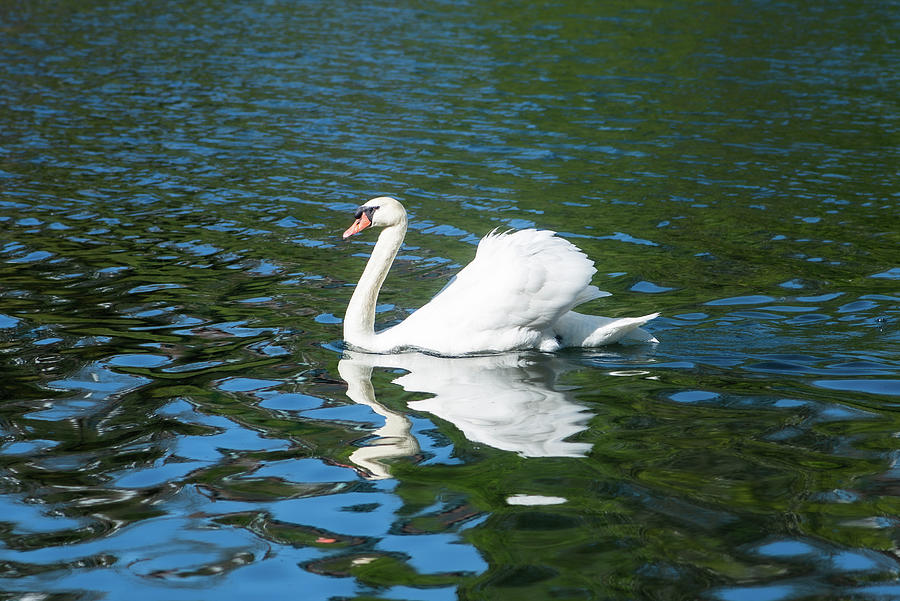 A swan in a lake Photograph by Aarthi Arunkumar