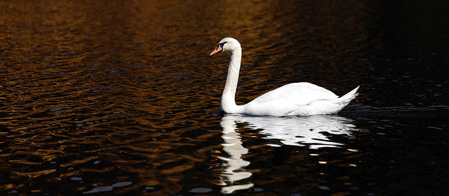 A Swan In The Lake Photograph