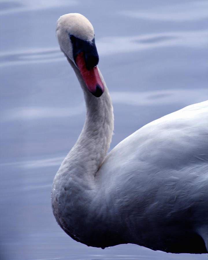 A Swan Photograph by Jim Feldman