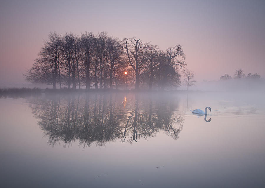 A swan on a misty lake. Photograph by Alex Saberi