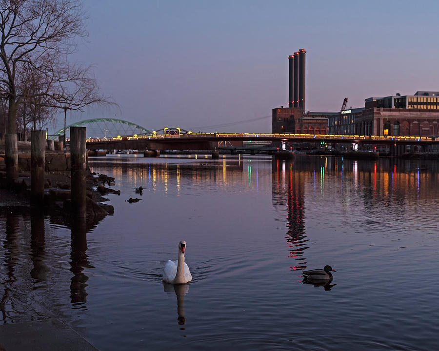 A swan swims in the Providence River in Providence Rhode Island Photograph by Toby McGuire