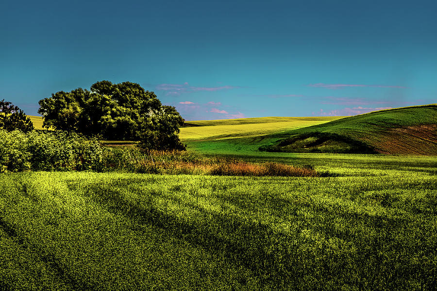 A Swath of Canola Photograph by David Patterson