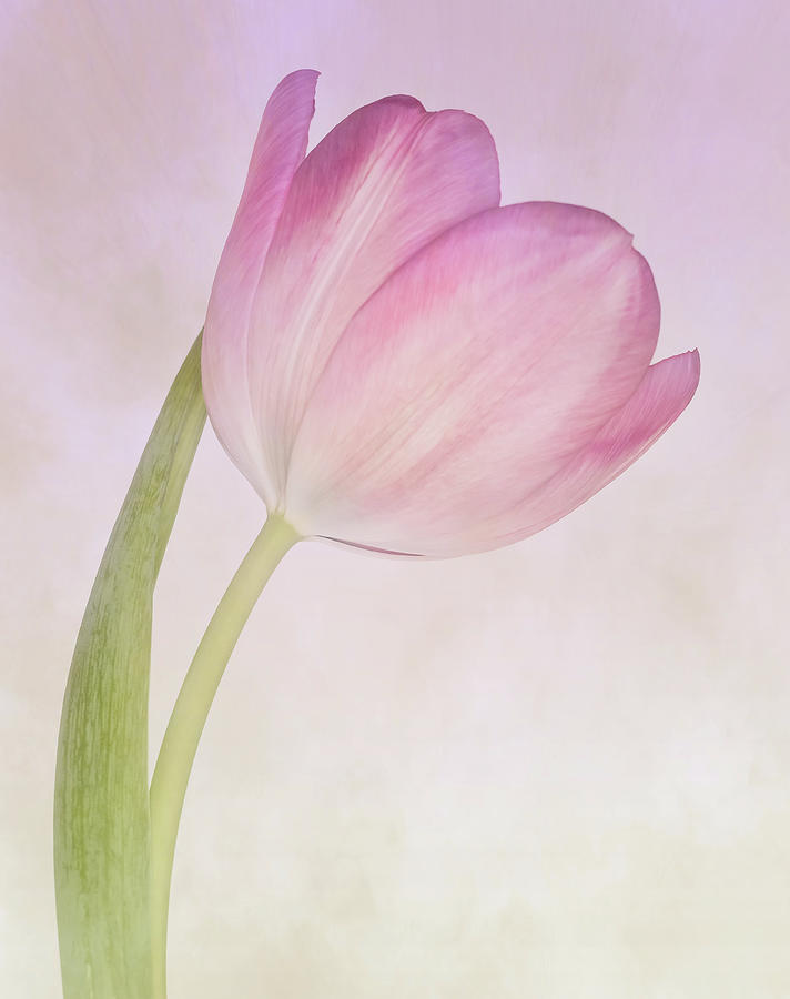 A Swaying Tulip Photograph by Sylvia Goldkranz