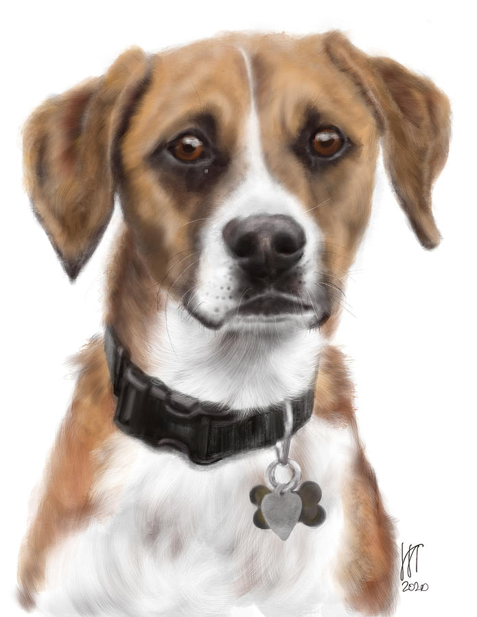 A Sweet Beagle Mix Pooch  Digital Art by Lois Ivancin Tavaf