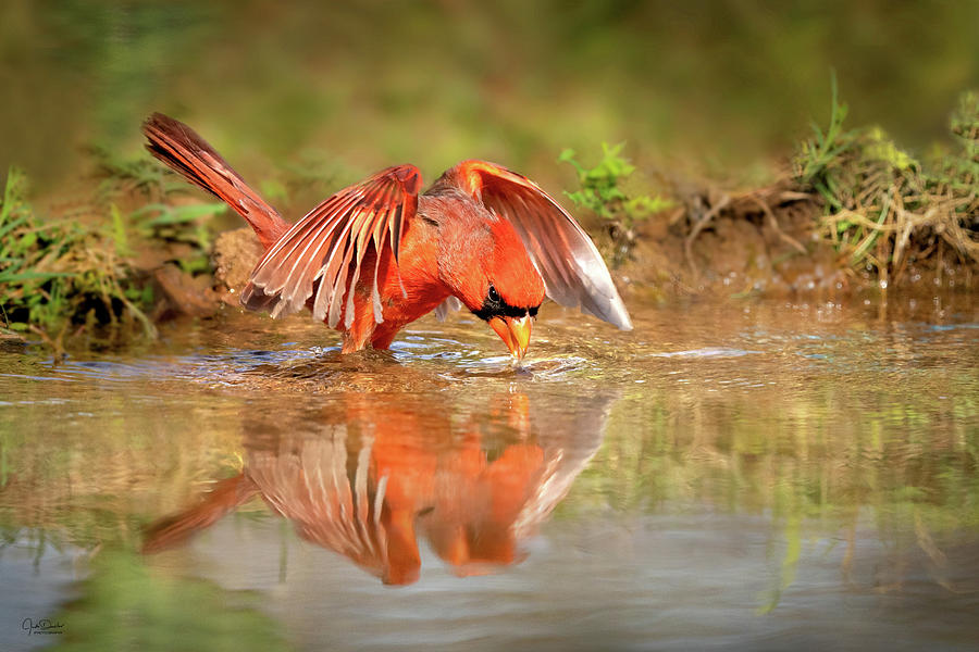 A sweet drink of water for a cardinal Photograph by Judi Dressler