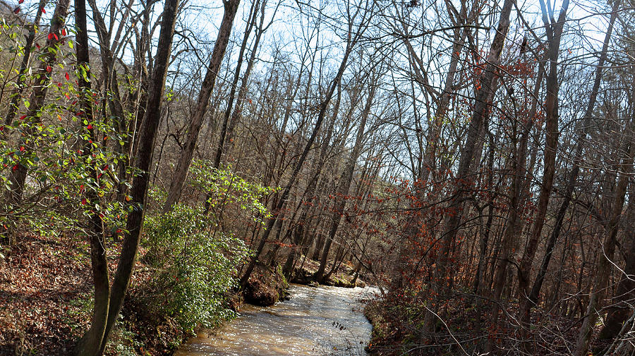 A Sweetwater Creek Turn Photograph by Ed Williams