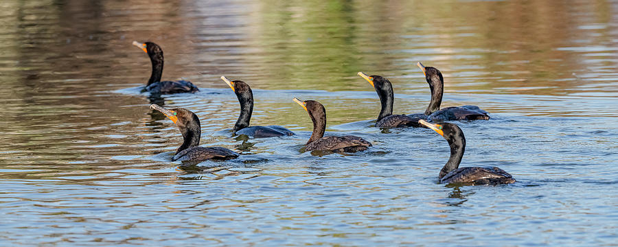A Swim Of Cormorants Photograph by Morris Finkelstein