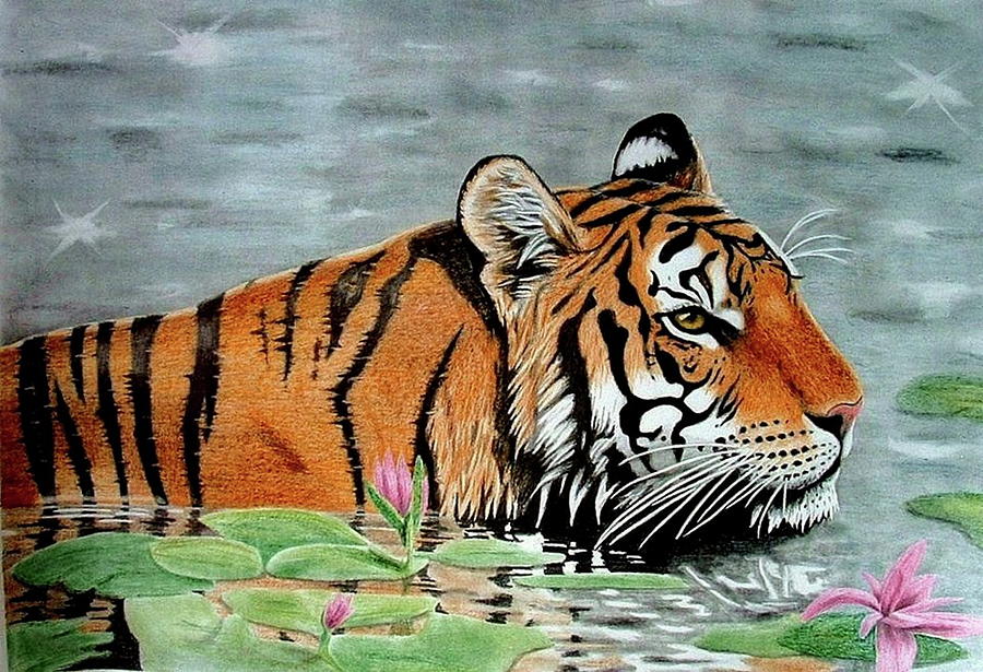 A Swimming Tiger colored pencil drawing Drawing by Jasmina Susak