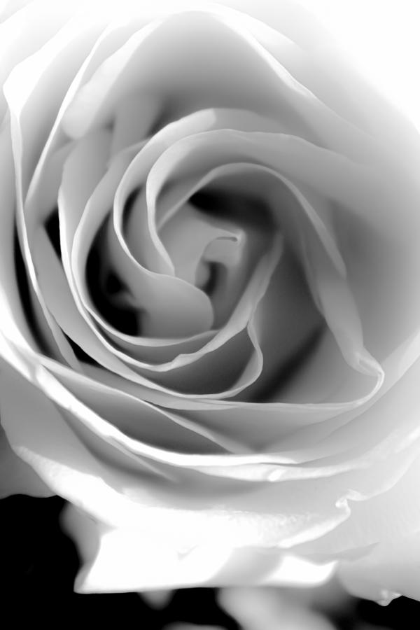 A Swirl of Petals  Photograph by W Craig Photography