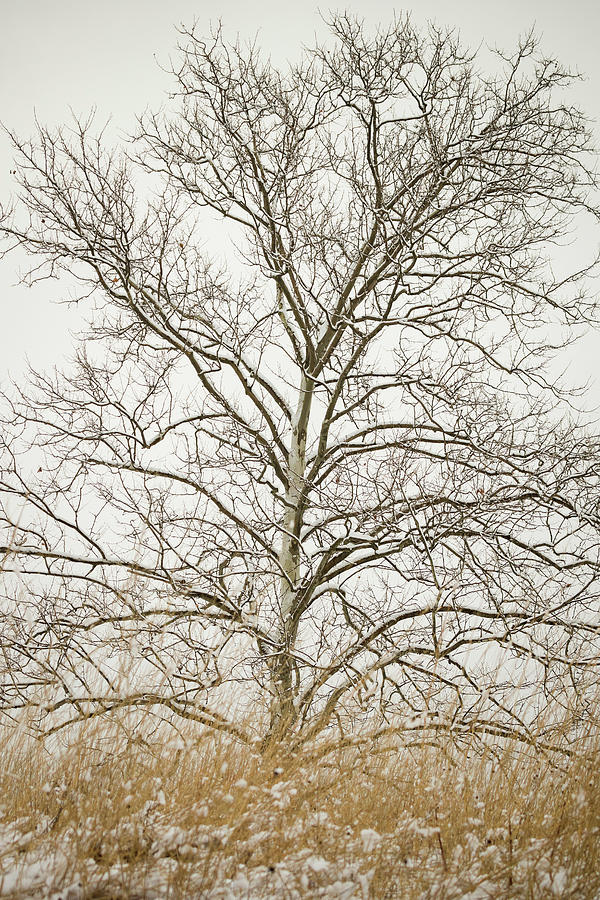 A Sycamore Tree in Spring Snow Photograph by Joni Eskridge