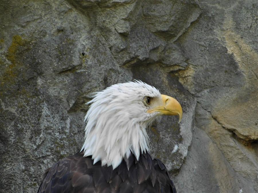 A Symbol of American Strength and Beauty Photograph by Catherine Gagne