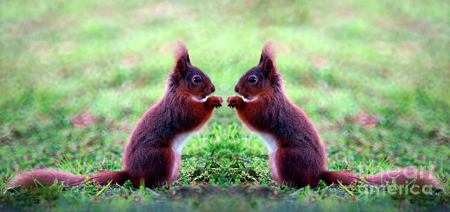 A symmetry of boxing squirrels Photograph by Robert Douglas