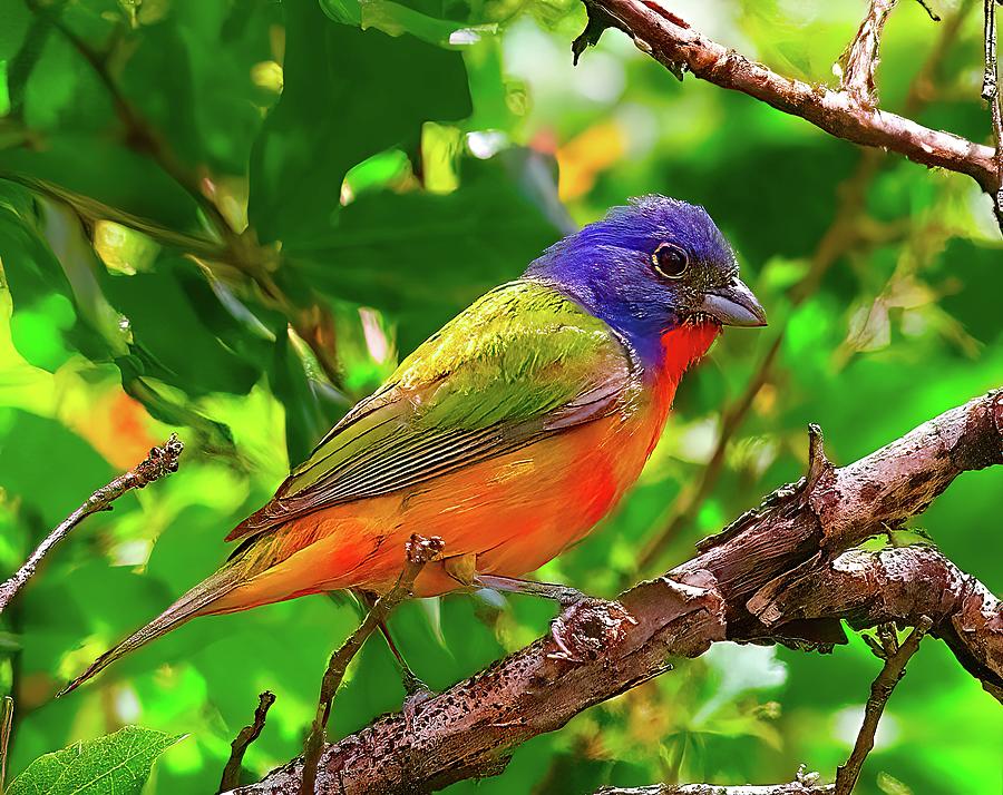A Symphony Of Color The Painted Bunting Digital Art