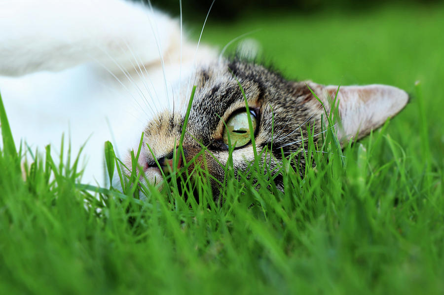 Tabby Kitten Lying In Grass Photograph