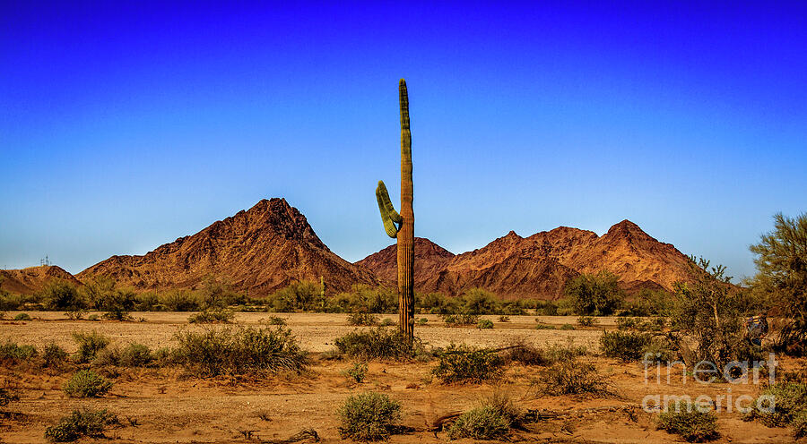 Tucson Photograph - A Tall Lonesome Saguaro Cactus by Robert Bales