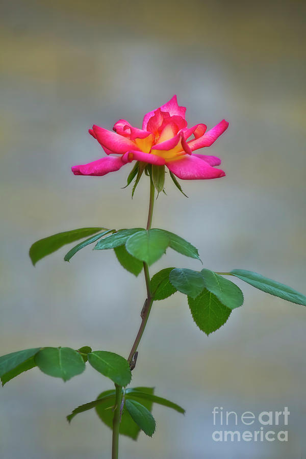 A Tall Rose Photograph by Joan Bertucci