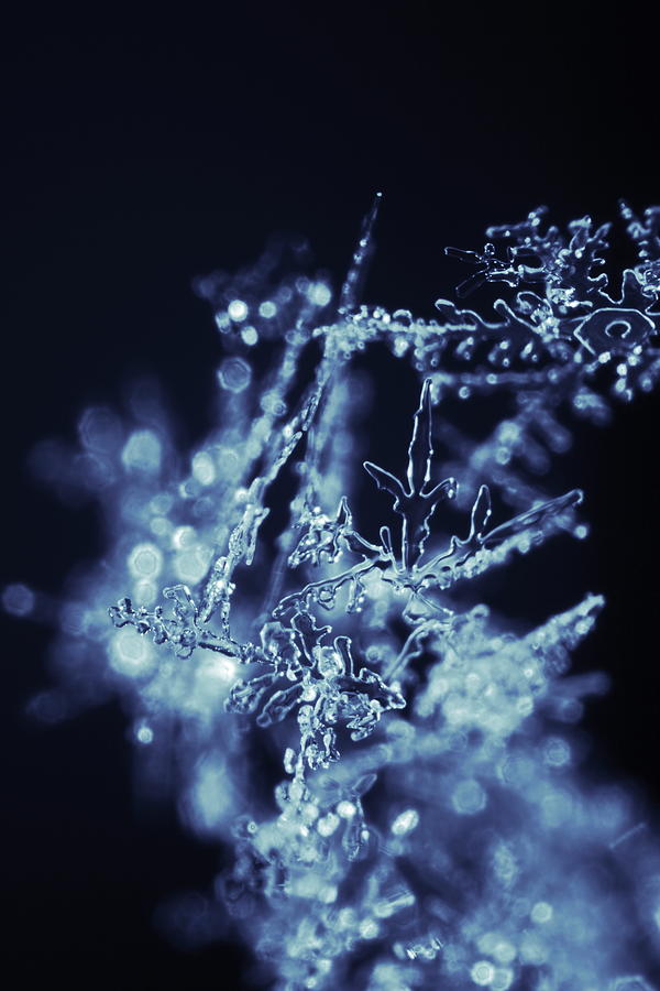 A tangle of icy snowflakes Photograph by Ulrich Kunst And Bettina Scheidulin