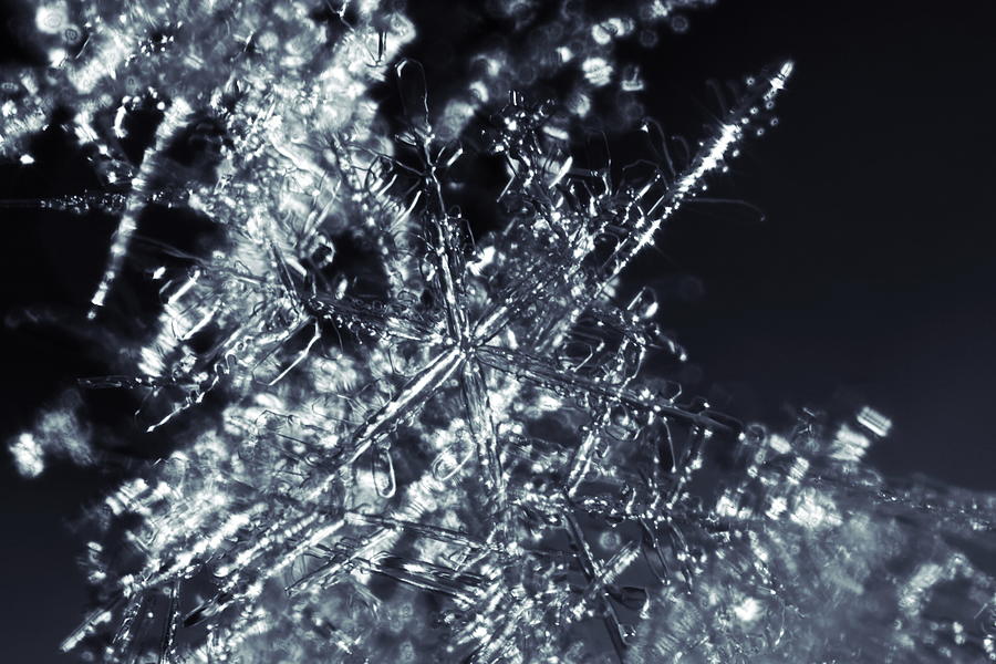 A tangle of snowflakes Photograph by Ulrich Kunst And Bettina Scheidulin