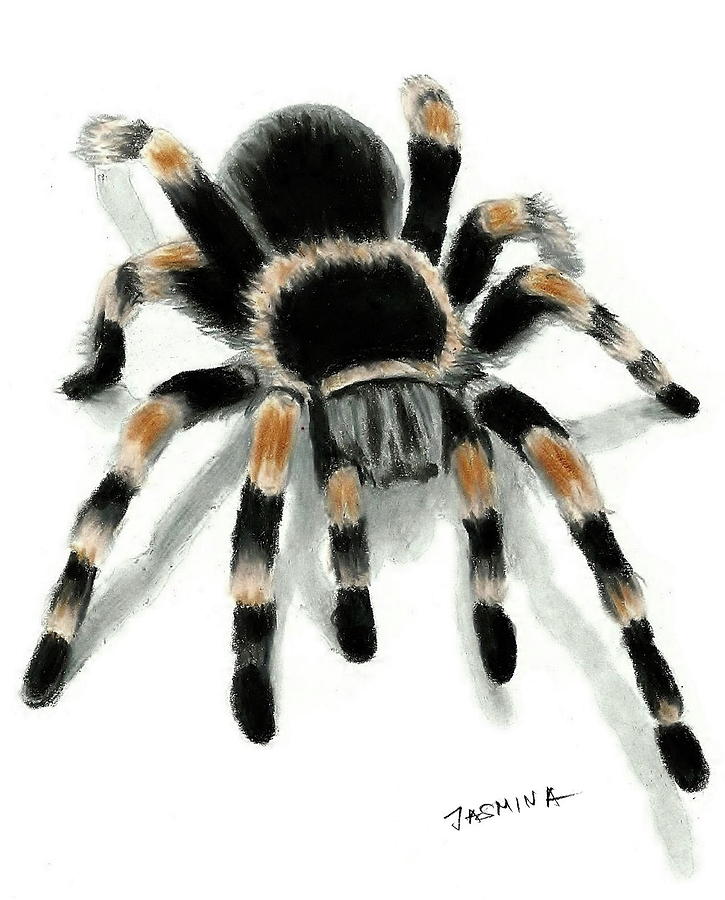 A Tarantula Spider - Colored Pencil Drawing Drawing By Jasmina Susak 