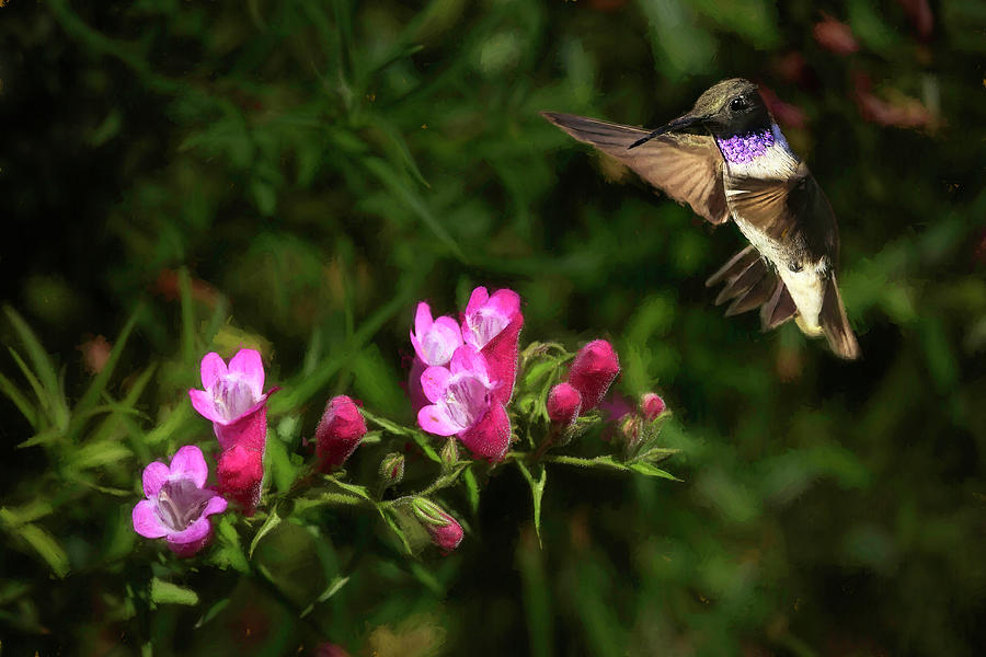 Hummingbird Photograph - A Taste for Penstemon by Donna Kennedy