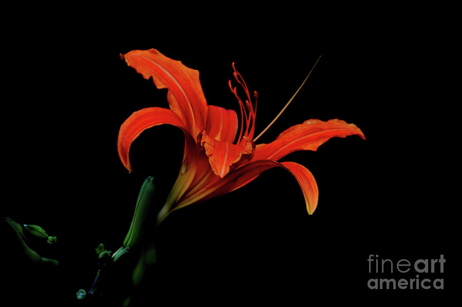 A Taste of Passion Photograph by Diana Mary Sharpton