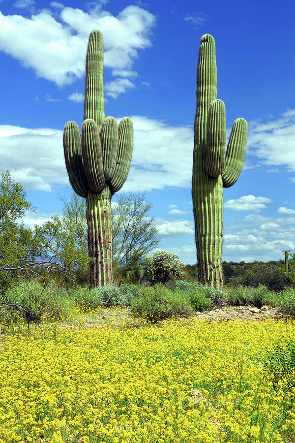 Nature Photograph - A Taste Of Sonoran Desert Spring by Douglas Taylor