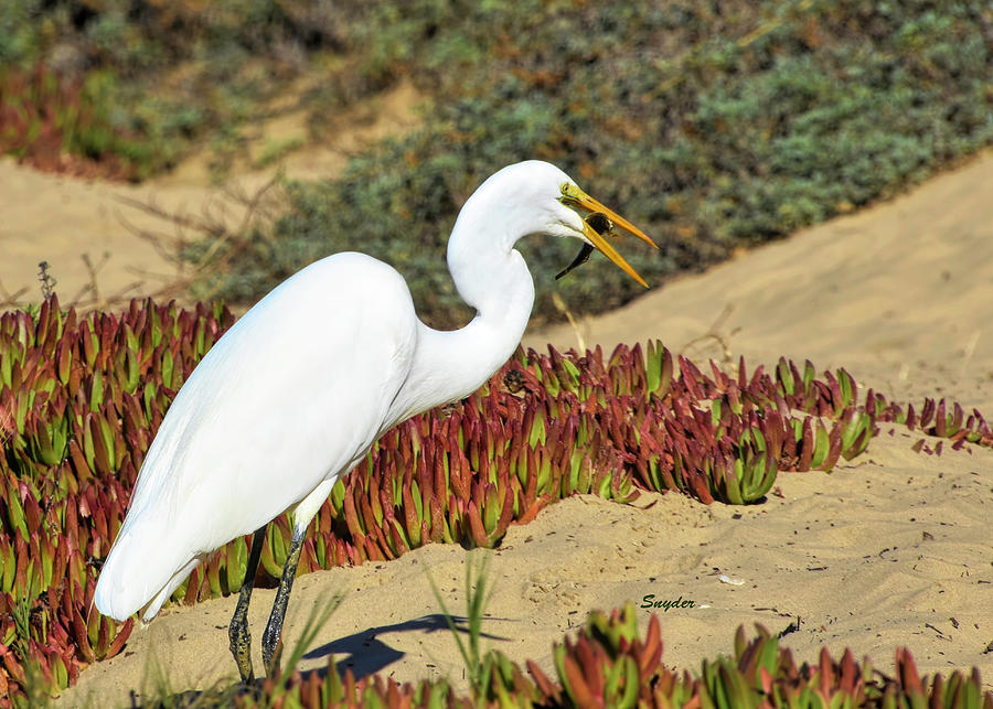 A Tasty Morsel Lunch In The Pismo Beach Dunes Photograph by Barbara Snyder